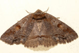 8707 - Washed-out Zale - Zale metatoides