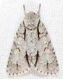 9227 - Pleasant Dagger - Acronicta laetifica