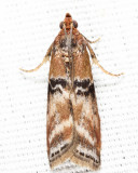 5786 - Poplar Bud Borer - Meroptera cviatella