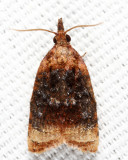 3732 - Black-shaded Platynota - Platynota flavedana