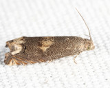 3172 - Ragweed Borer - Epiblema strenuana