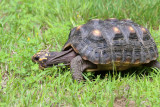 Red-footed Tortoise - Chelonoidis carbonarius