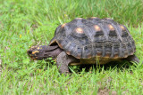 Red-footed Tortoise - Chelonoidis carbonarius