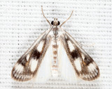 4759 - Polymorphic Pondweed Moth - Parapoynx maculalis