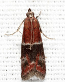 6005 - Darker Moodna - Moodna ostrinella
