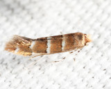 0817 - Cameraria corylisella