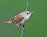 House Wren - Troglodytes aedon