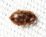 Sap-feeding Beetles - Nitidulidae