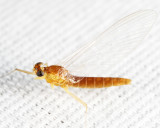 Spiny Crawler Mayflies - Ephemerellidae