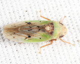 Leafhoppers genus Ponana