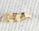 3754.2 - Aethes argentilimitana