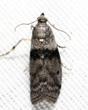 5787 - Lesser Aspen Webworm - Meroptera pravella