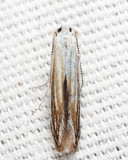 Coleophora sp.