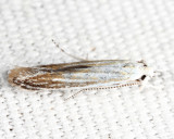 Coleophora sp.