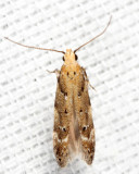 1803 - Conifer Coleotechnites - Coleotechnites coniferella