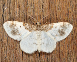 7420 - Hydrelia condensata