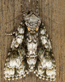 9226 - Splendid Dagger - Acronicta superans