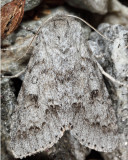 9202 - Large Gray Dagger - Acronicta insita