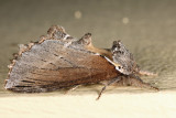 7924 - Elegant Prominent - Pheosidea elegans