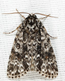9259 - Night-Wandering Dagger - Acronicta noctivaga