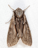 9578 - Common Hyppa - Hyppa xylinoides