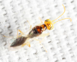 Wasps - Dryinidae