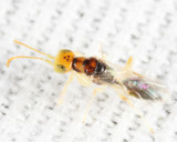 Anteon masoni