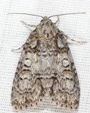 Acronicta sp.