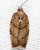 3622 - Hickory Leafroller - Argyrotaenia juglandana