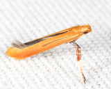 0609 - Caloptilia invariabilis