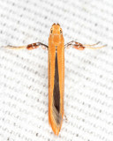 0609 - Caloptilia invariabilis