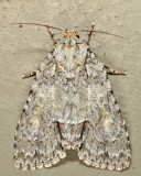 9242 - Exiled Dagger - Acronicta exilis