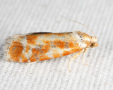 2867 - European Pine Shoot Moth - Rhyacionia buoliana