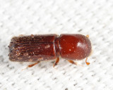 Xyleborus celsus