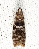 5818 - Tupelo Leaffolder - Actrix nyssaecolella