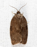 3637 - Large Aspen Tortrix - Choristoneura conflictana