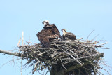Osprey - Pandion haliaetus