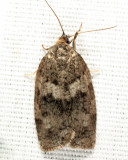 3637 - Large Aspen Tortrix - Choristoneura conflictana
