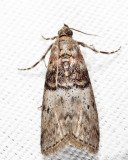 5808 - Tlascala reductella