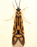 Zebra Caddisfly - Macrostemum zebratum