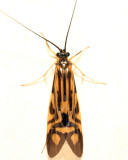 Zebra Caddisfly - Macrostemum zebratum