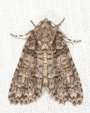 9245 - Hesitant Dagger - Acronicta haesitata