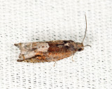 3276 - Holly Tortrix - Rhopobota naevana