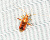 Phytocoris infuscatus