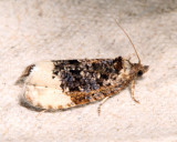 2861 - Off-white Hedya - Hedya ochroleucana