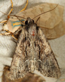 9329 - Apamea cariosa