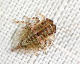 Microcentrus caryae (nymph)