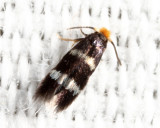 0070 - Stigmella prunifoliella