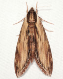 7809 - Laurel Sphinx - Sphinx kalmiae