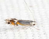 0846 - Phyllocnistis insignis